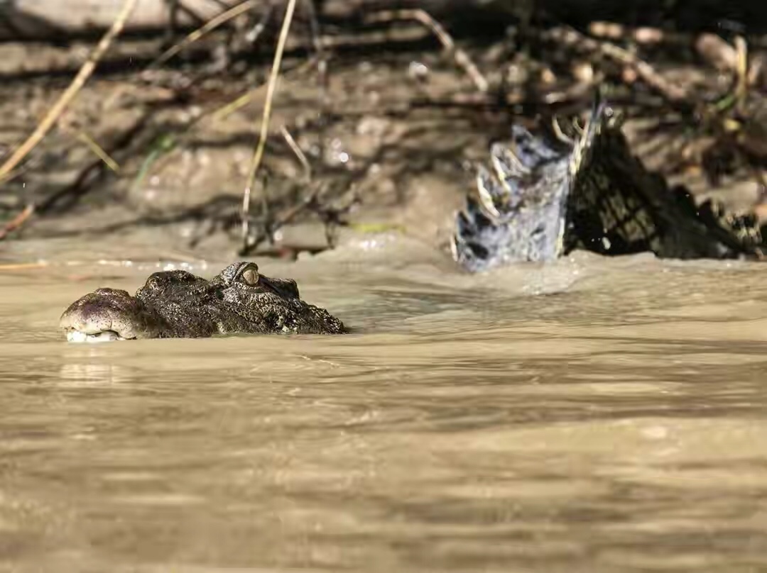 世界第一湾鳄,野性婆罗洲介绍