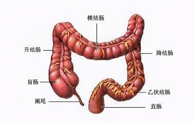 左侧腹部疼看什么科,左侧腹部疼是什么病