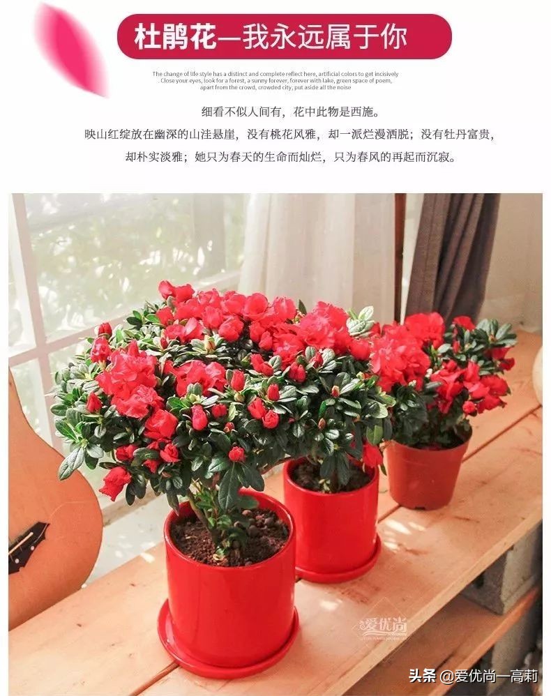 完美搭配，背阴阳台咱们也可以打造一个花园！
