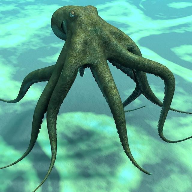长得像章鱼的外星生物侵占地球,酷似外星人的海洋生物