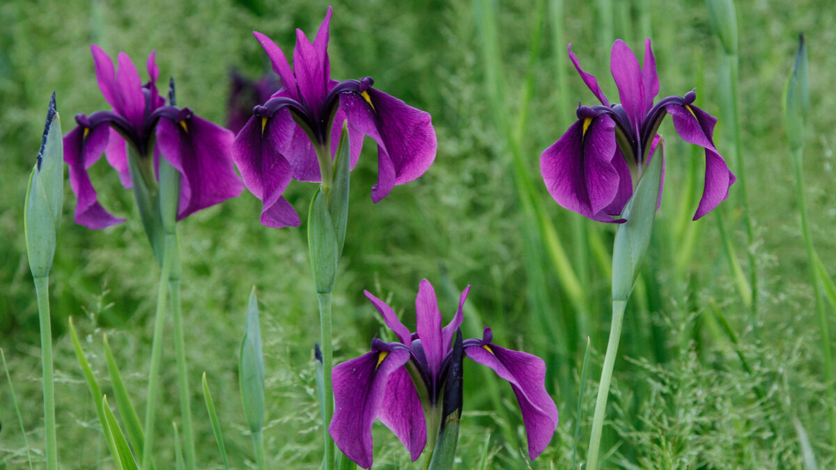 小扇引微凉，悠悠夏日长。四首古诗词，带你走入古时的端午佳节