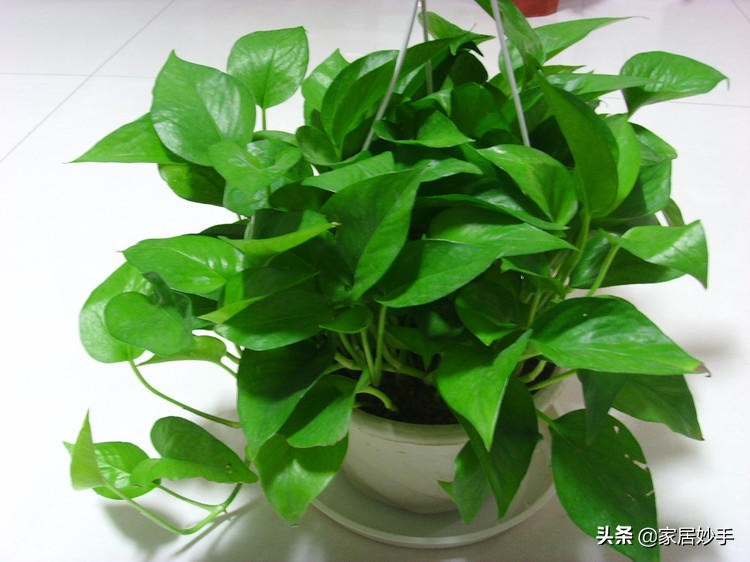 绿萝黄叶浇什么东西能变绿,绿萝黄叶怎么办快速变绿