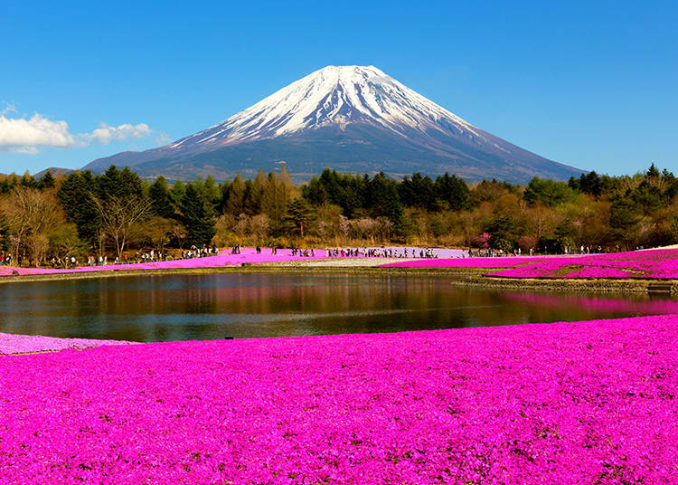 富士山和什么是日本的象征,富士山为什么是日本的象征