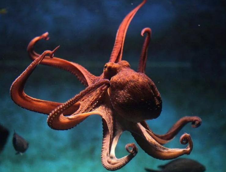 章鱼是外星生物的后人吗,章鱼是最接近外星人的生物吗