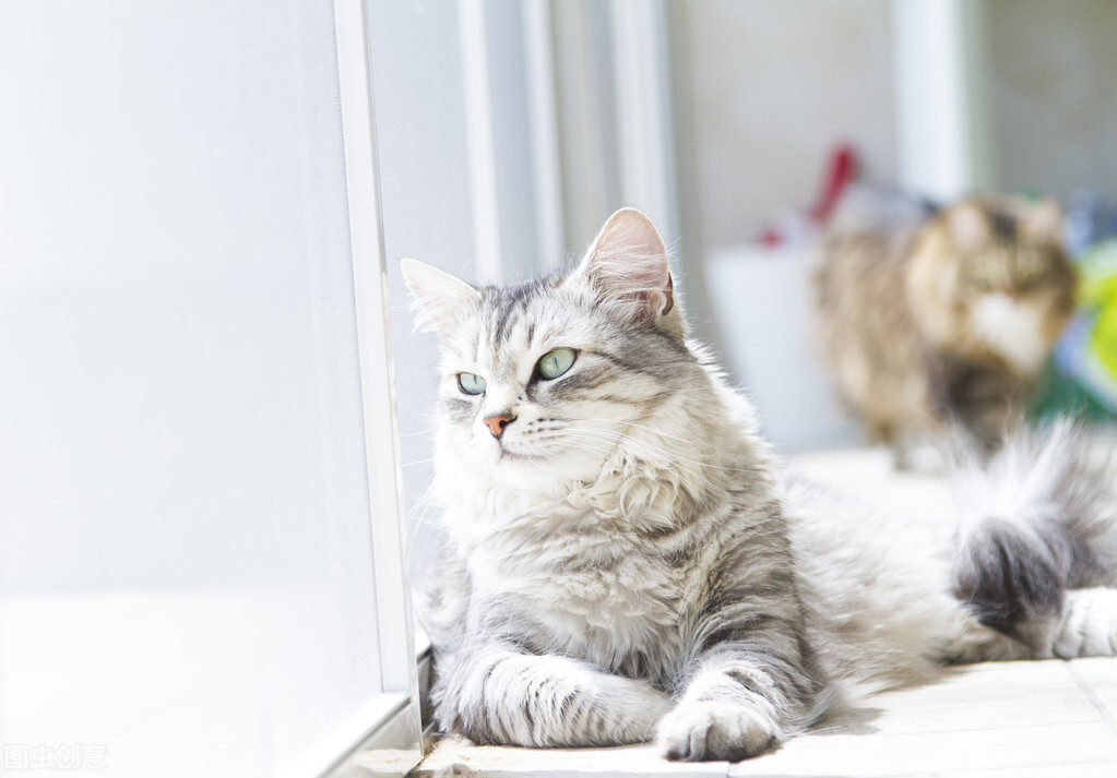 维生素b猫多少天吃一片,猫咪贫血维生素b族怎么喂猫