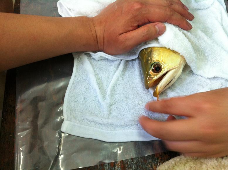 金龙鱼鱼尾受伤，龙须折断，主人为它做整形手术