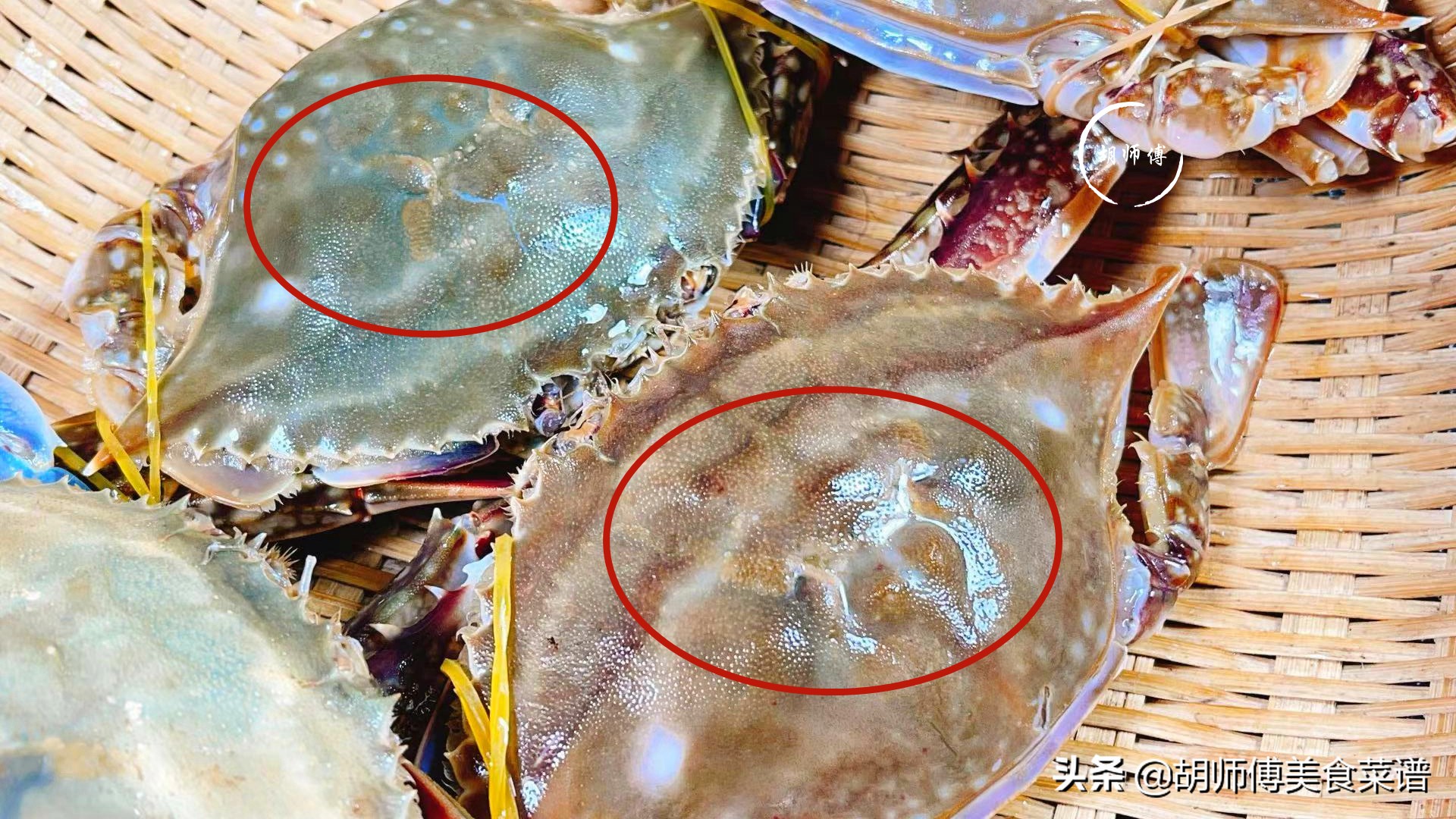 买螃蟹怎么挑是肥的,买螃蟹的时候怎么挑选肥的