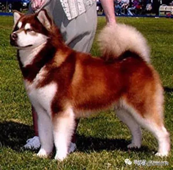 世界犬种大全,阿拉斯加雪橇犬和哈士奇