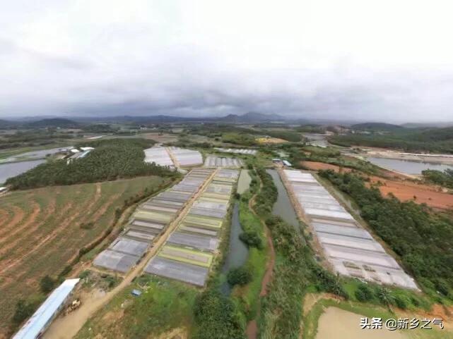 田鸡台山,广东台山田鸡养殖场