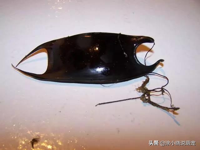 体型凶狠的鲨鱼有哪些,鲨鱼幼崽从蛋出来的全过程