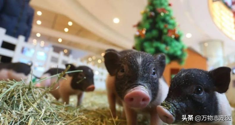 养猫养狗的乐趣,养猪养狗养猫养兔