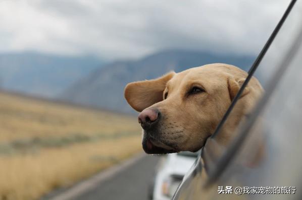 拉布拉多如何喂养才会吃得多,拉布拉多幼犬挑食怎么办