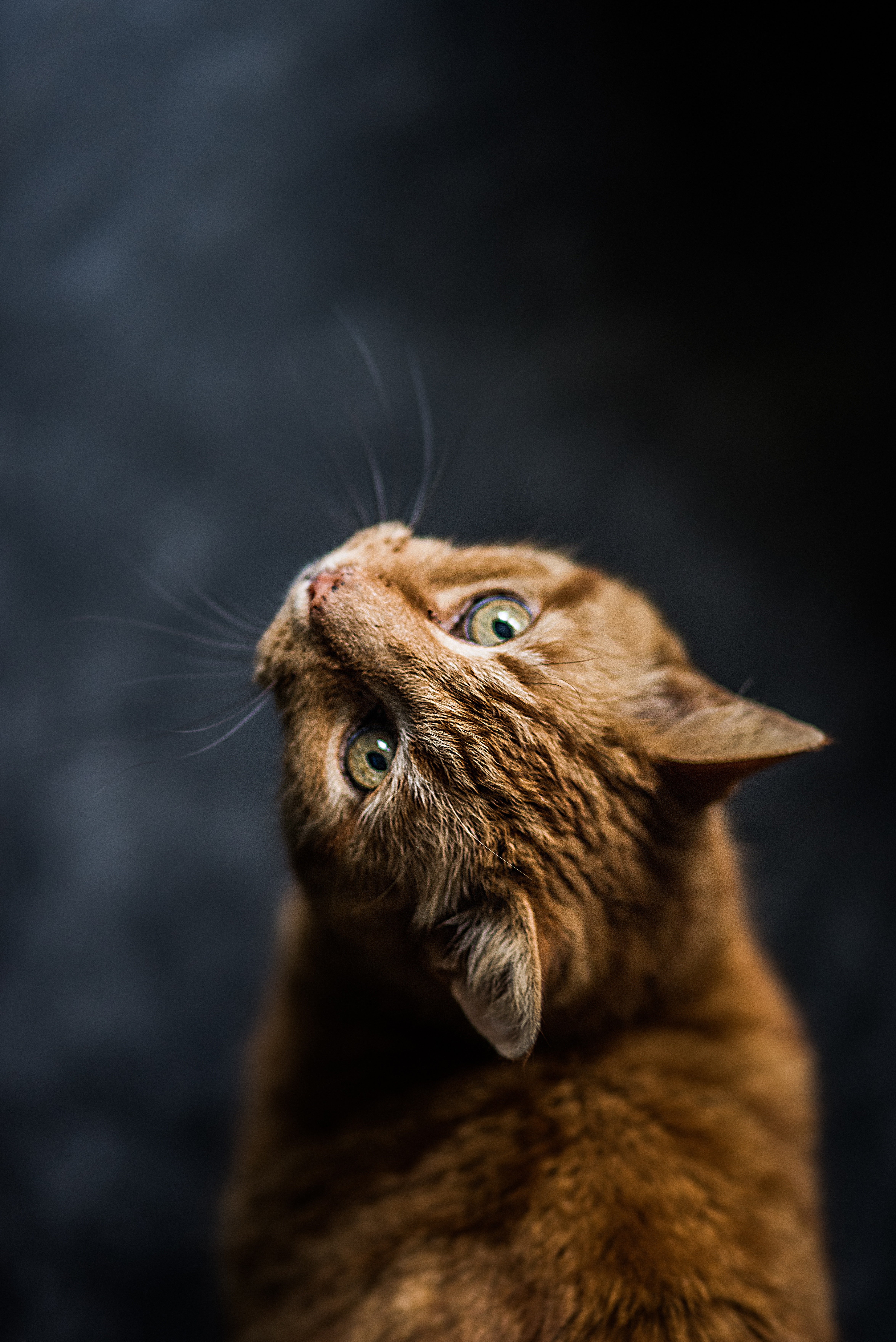 猫耳螨清理视频,猫养护肠胃