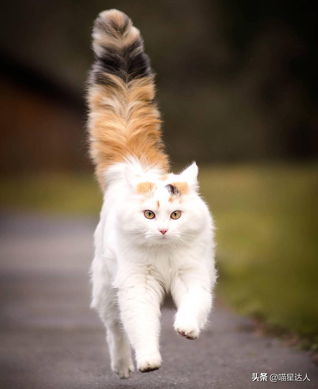 养猫的基本知识和方法,猫要怎么养详细解答科学养猫