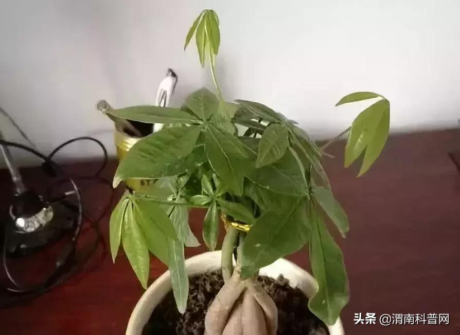 妞嶇墿鍡栧棖闀跨垎鐩嗕笉榛勫彾,鍏绘鐗╀竴涓槦鏈熶笉姝荤殑绉樻柟