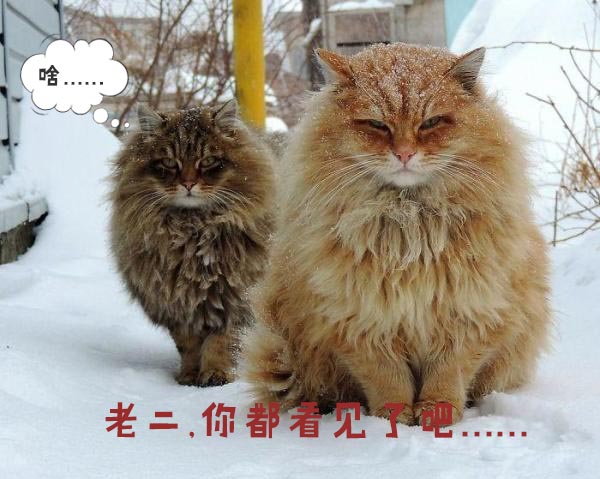 圣诞节的喵星人霸气又略萌，猫奴必看！又骗我养猫？