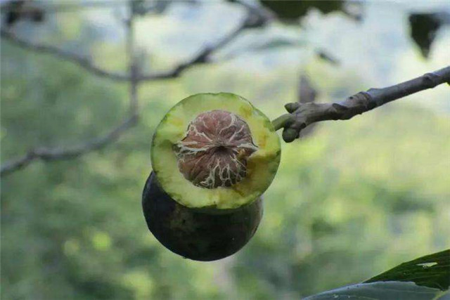 閲庢牳妗冪洏濂界殑鏍峰瓙,娉ㄦ剰鍥涚偣缁嗚妭