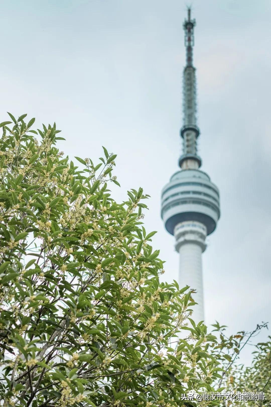 这个季节的武汉满街桂花香,武汉什么地方有桂花香味