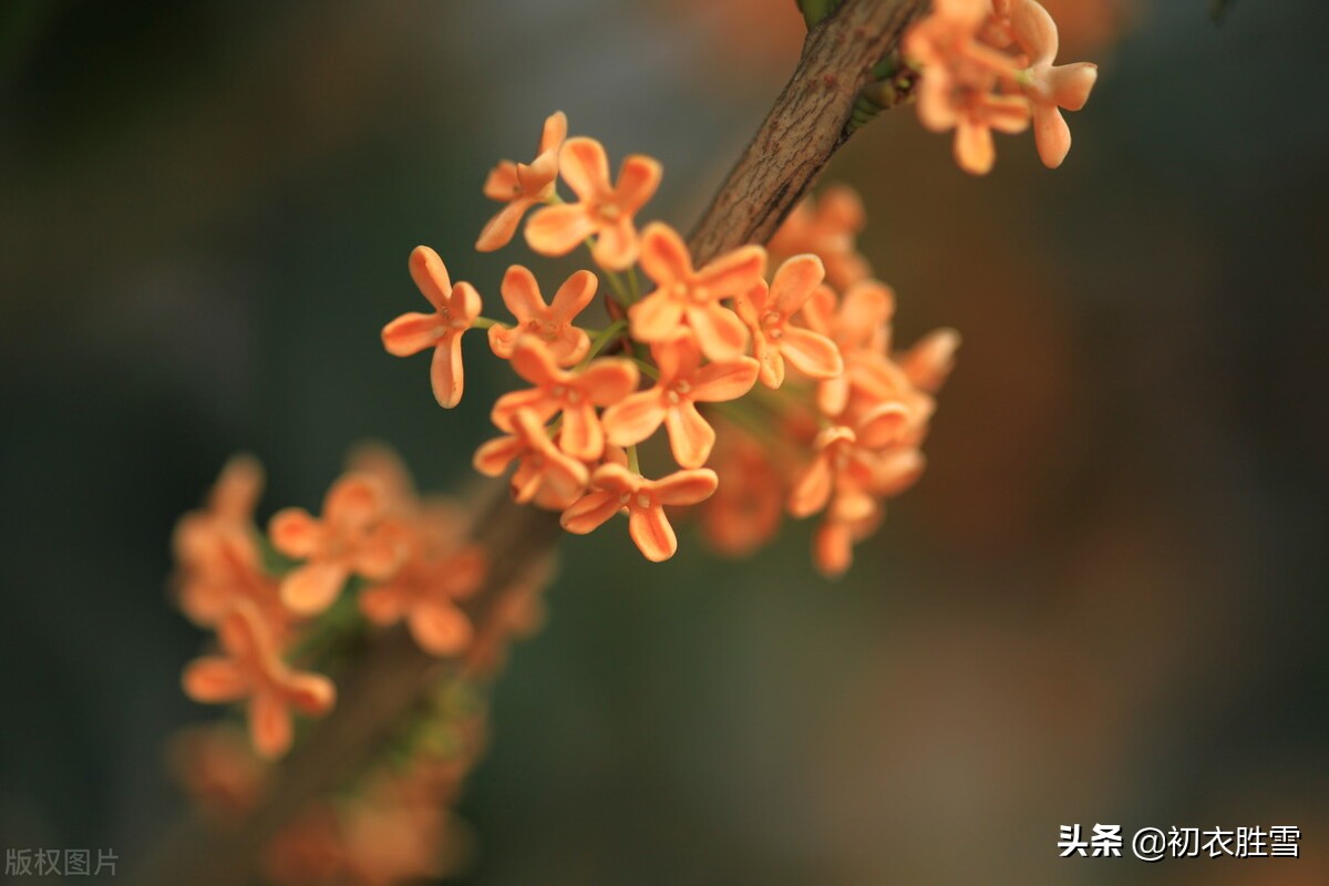 白居易的八木诗，写了八种树木都有缺点，为何却对桂花大加赞赏？