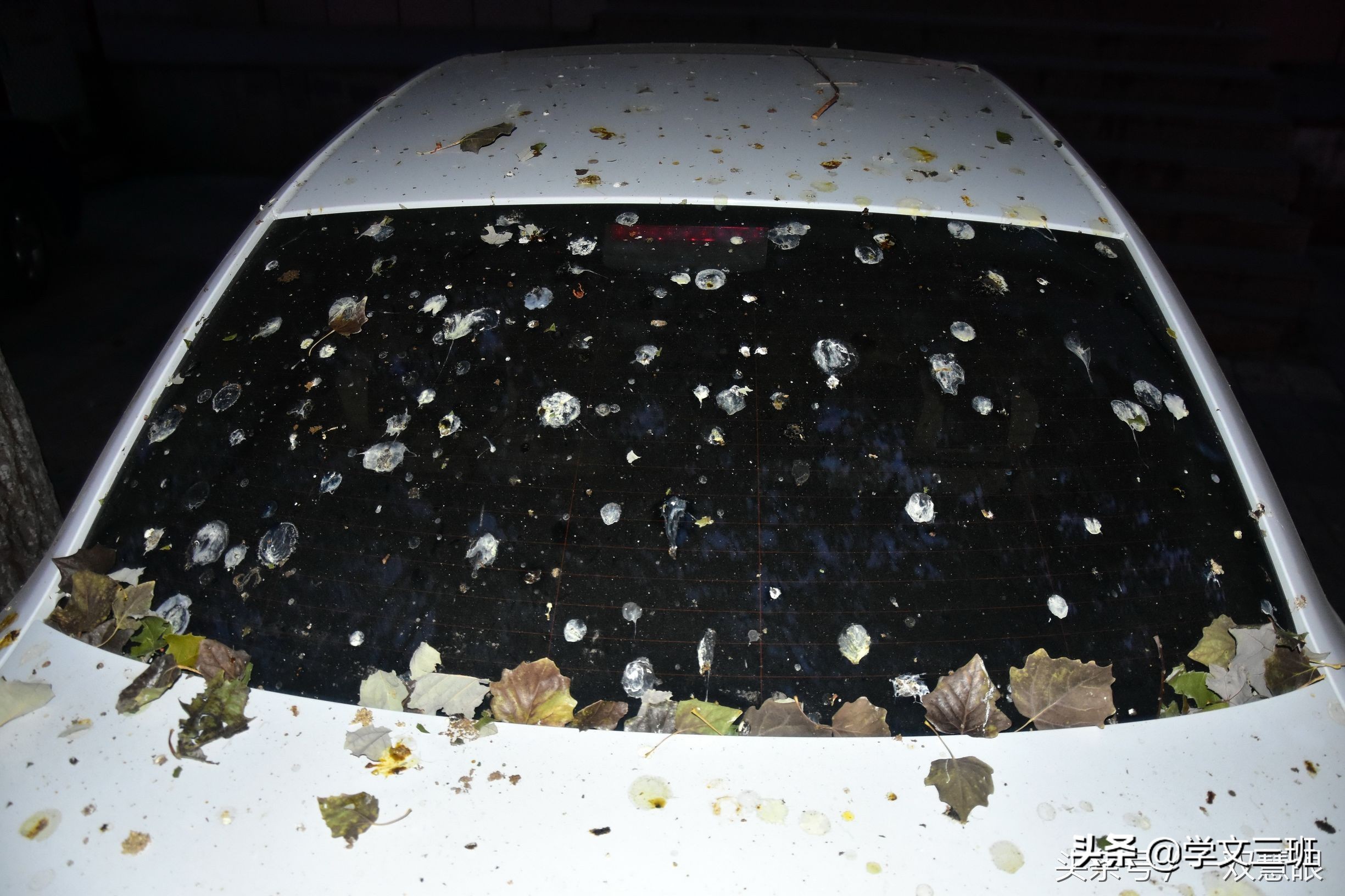 同样是鸟，为啥乌鸦能这么流氓？