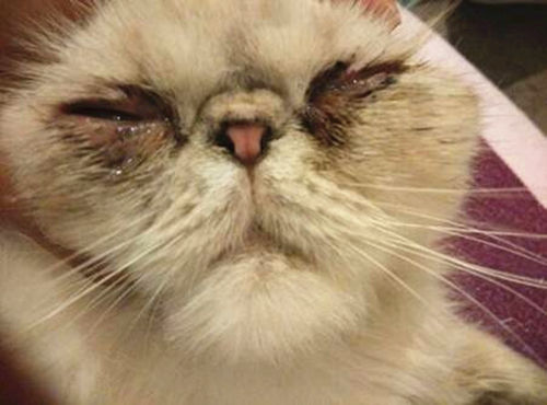 猫咪眼屎粘在眼球上,猫咪眼屎糊住眼睛能自己好吗