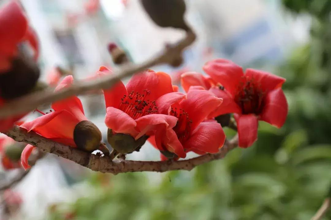 春天该很好，倘若你在场！龙岗最“花心”的地方是……