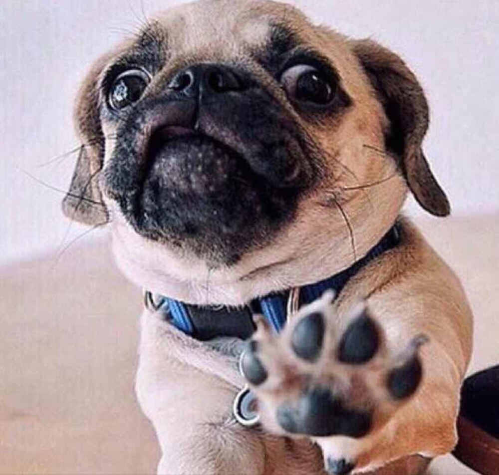 怎么挑选温顺的巴哥,怎么挑选一只巴哥狗狗