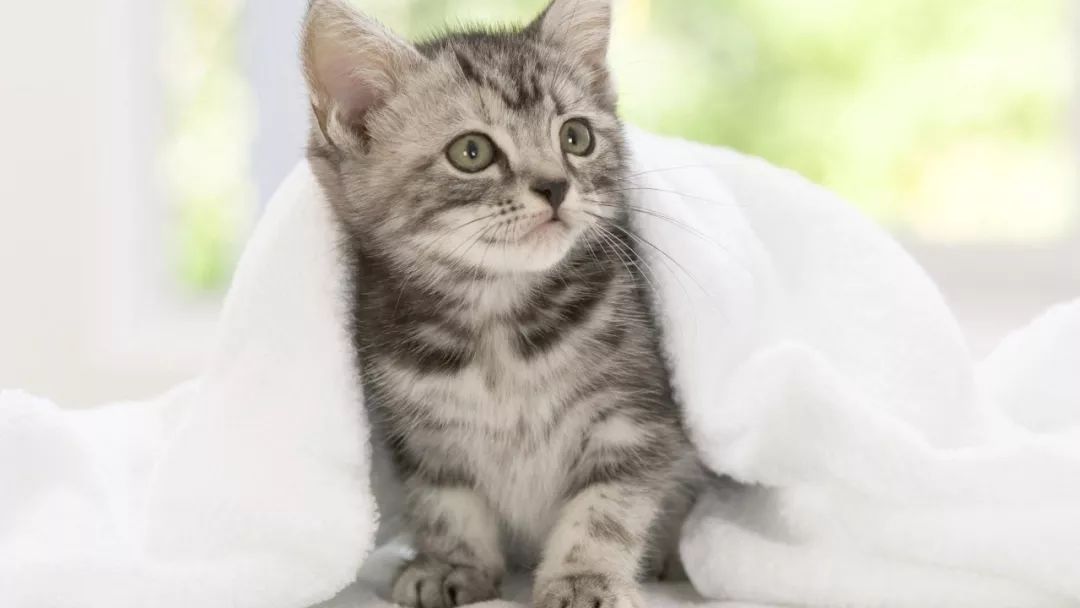 猫咪中暑四大症状预防中暑小妙招,夏天热怎么防止猫咪中暑