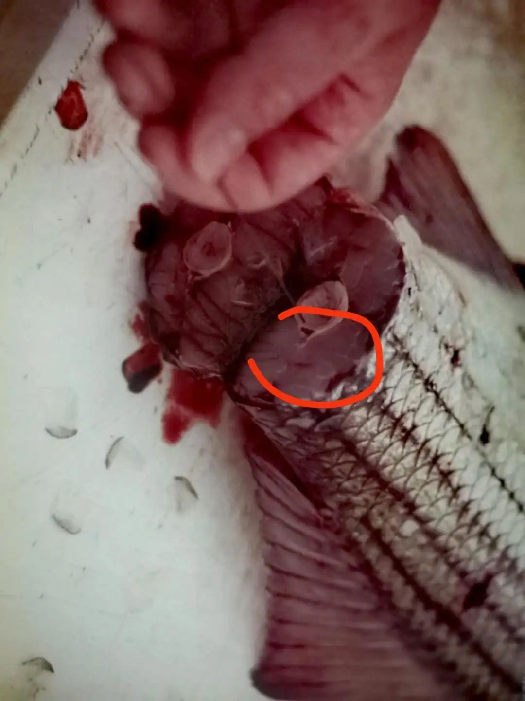 现杀鱼怎么做才好吃,怎样杀鱼才又好又快