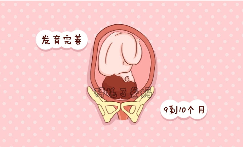 胎儿在肚子里发育的全过程图,胎儿发育过程图1至10个月图片