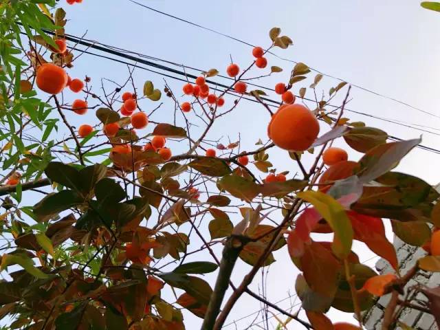十里杏花谷里，藏着深秋的诗情画意