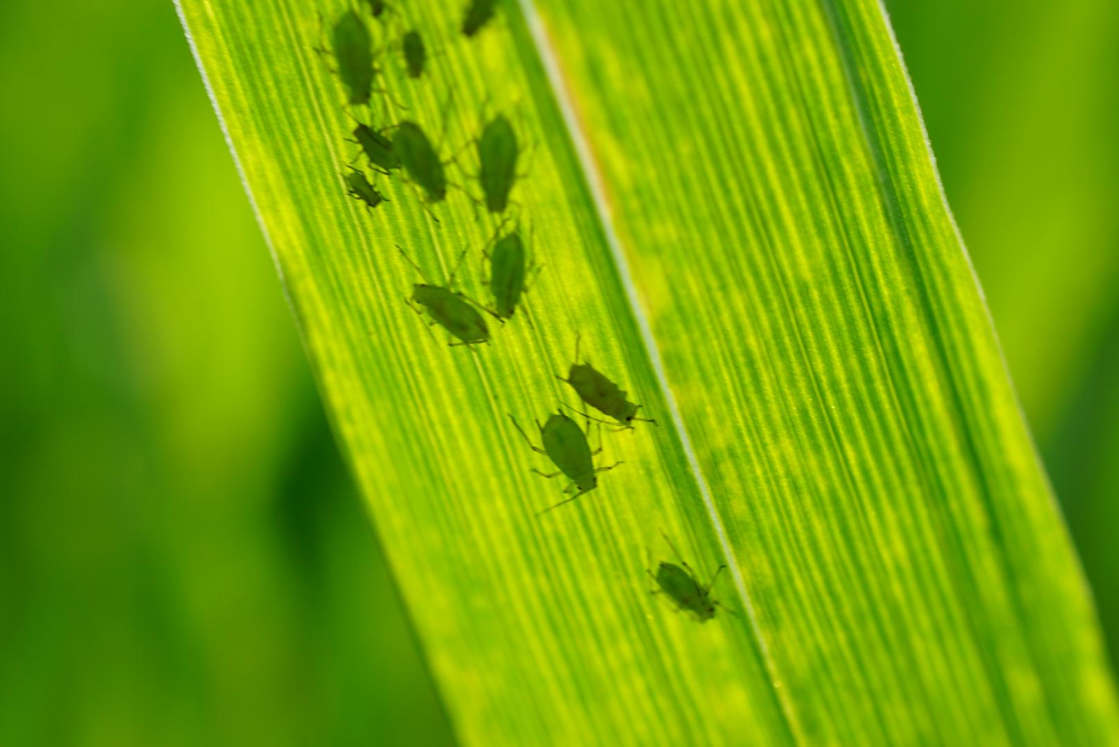 万里长江第一楼黄鹤楼,天下江山第一楼黄鹤楼