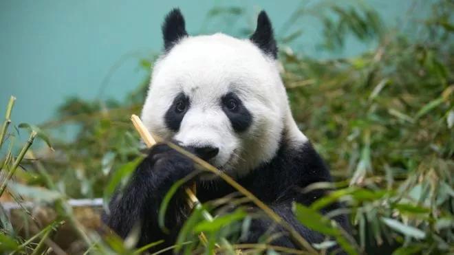 终于拍到熊猫,终于拍到了可爱的大熊猫
