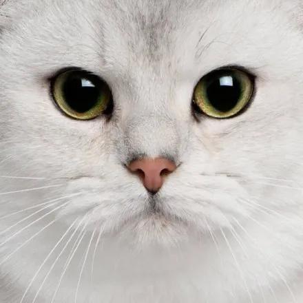 猫咪流泪有眼屎是什么原因导致的,猫咪老是流泪有眼屎什么原因