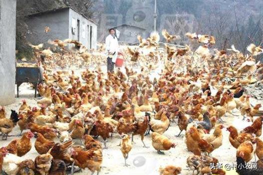 养鸡的利润与成本真实科普,现在养鸡的成本和利润是多少
