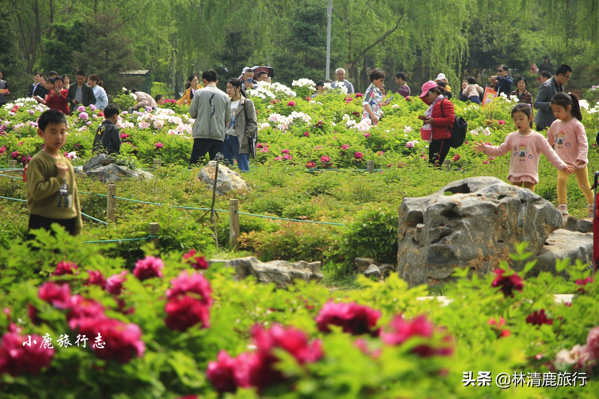 菏泽牡丹甲天下下一句,都说洛阳牡丹甲天下
