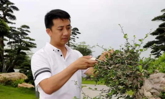 花木城盆景图片,创意盆景花木之乡