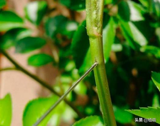 对付月季茎蜂，用钢针扎，多扎几次，掌握了技巧一扎一个准