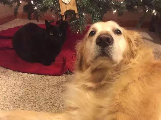 黑猫最后牺牲了吗,黑猫死后狗子伤心