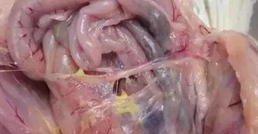 小鸡张嘴呼吸快速治疗方法,雏鸡气囊炎张口呼吸还能养活吗