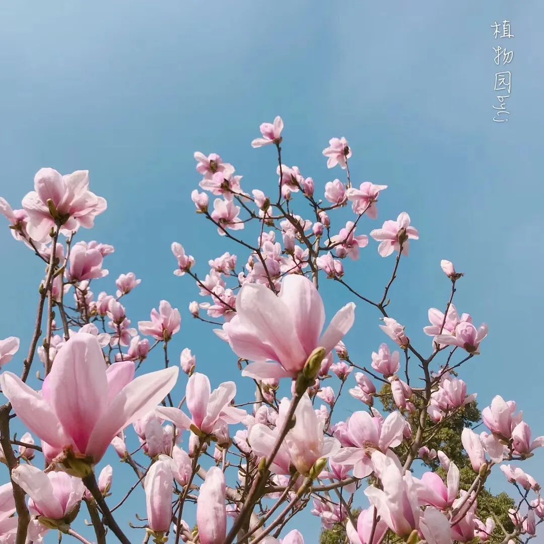 苏州赏花推荐景点有哪些,苏州赏花踏青攻略