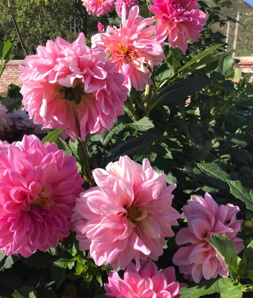 养大丽花的风水禁忌图片,养大丽花要多大的盆