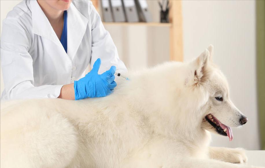 狗狗狂犬病发作的症状表现,狗狗有什么症状才是狂犬病
