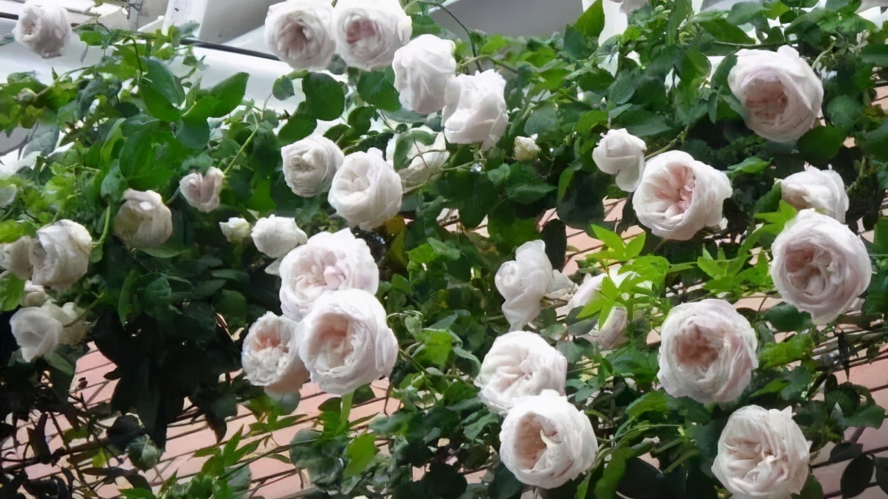 粉龙沙宝石月季花墙图片大全,多季开花深粉龙沙宝石爬藤月季