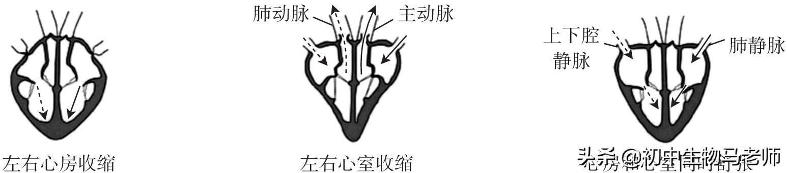 中考生物复习要点速记（人教版）第四单元生物圈中的人