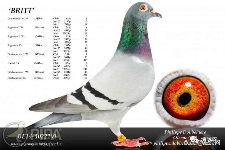 冠军鸽王家族:“罗科”（Rocco）黄*血金**系