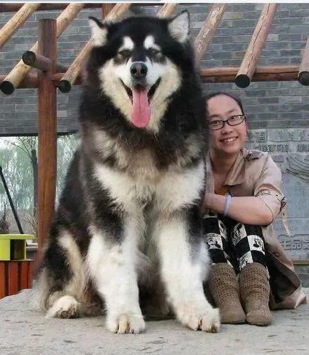 世界各国大型猛犬排名,世界各国猛犬排名
