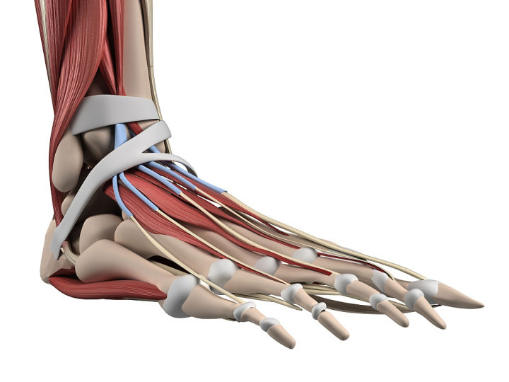 画人体结构怎么练习最有效,零基础学画人体结构