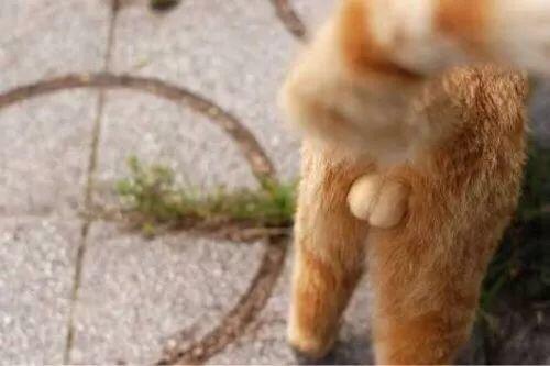 猫咪肛门腺需要治疗吗,猫咪肛门腺发炎症状