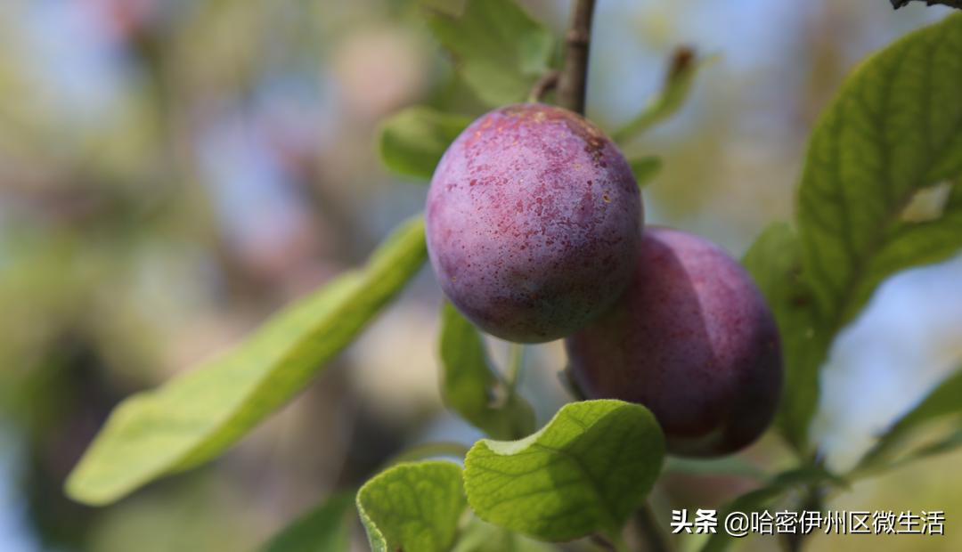 你好！我是一颗来自伊犁的西梅，这是我的名片